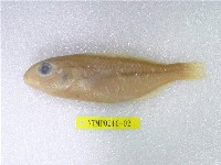 藏品(日本裸頰豬齒魚)的圖片